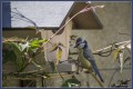 Le p'tit oiseau de toutes les couleurs...